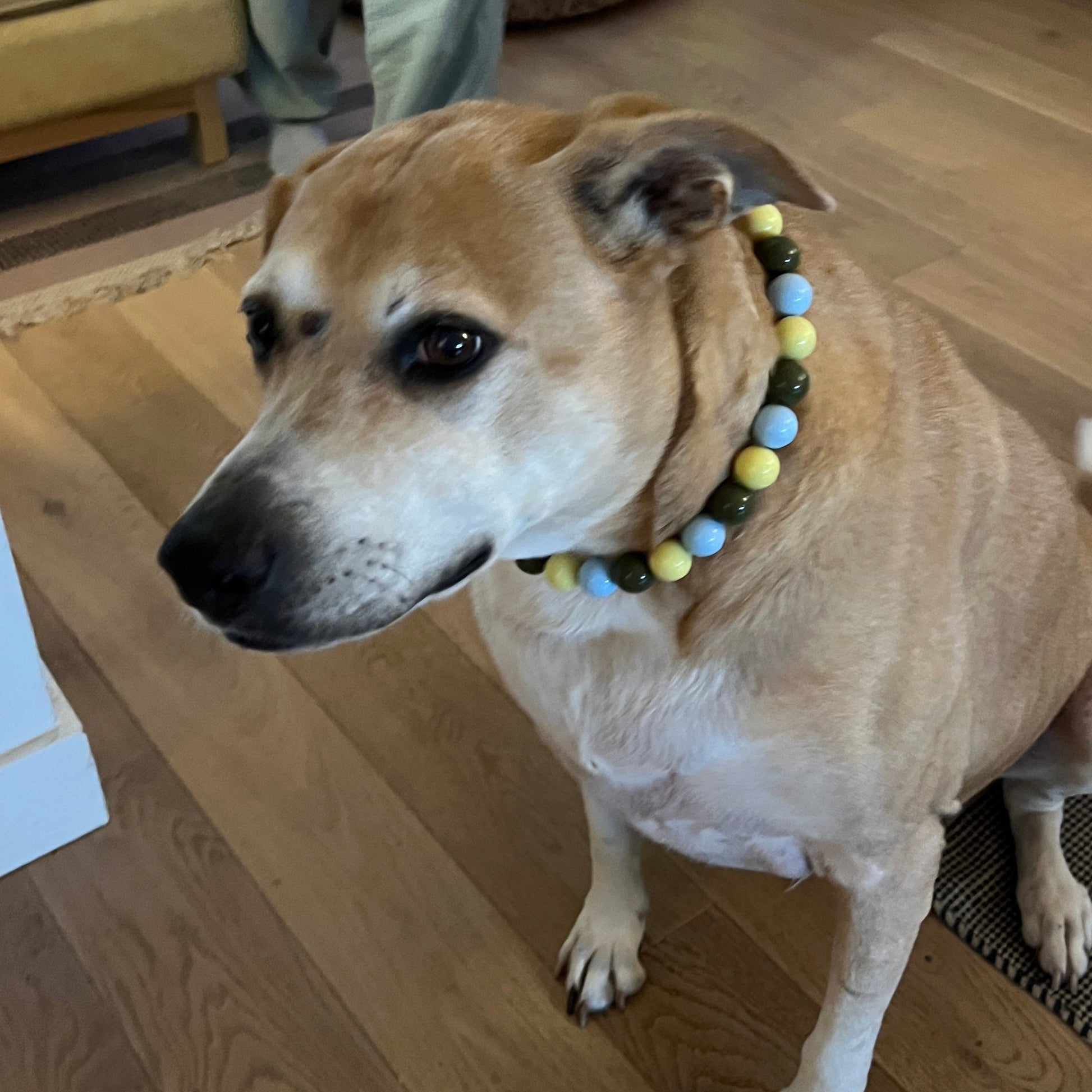 Dog wearing a Cowboy Blue, Olive Green and Pale Yellow Beaded Pet Collar from POPNCO called Cletus. Dog is standing on a wooden floor in a home setting.