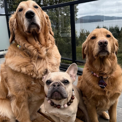 Three dogs of different breeds sitting together on a wooden deck. They are each wearing a POPNCO Beaded pet Collar and looking at the camera. two of the dogs are Golden Retrievers and one is a Frenchie. 
