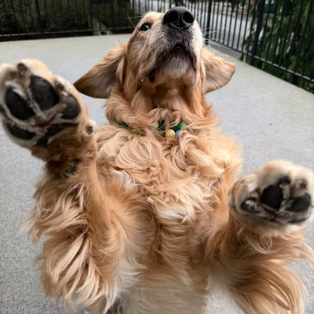 Dog Standing on its back 2 legs with front paws in the air, looking u wearing two POPNCO Beaded Pet collars. the top one is Green and called Willow and the 2nd one is Cowboy Blue, Olive Green and Pale Yellow Beaded Pet Collar from POPNCO called Cletus. 