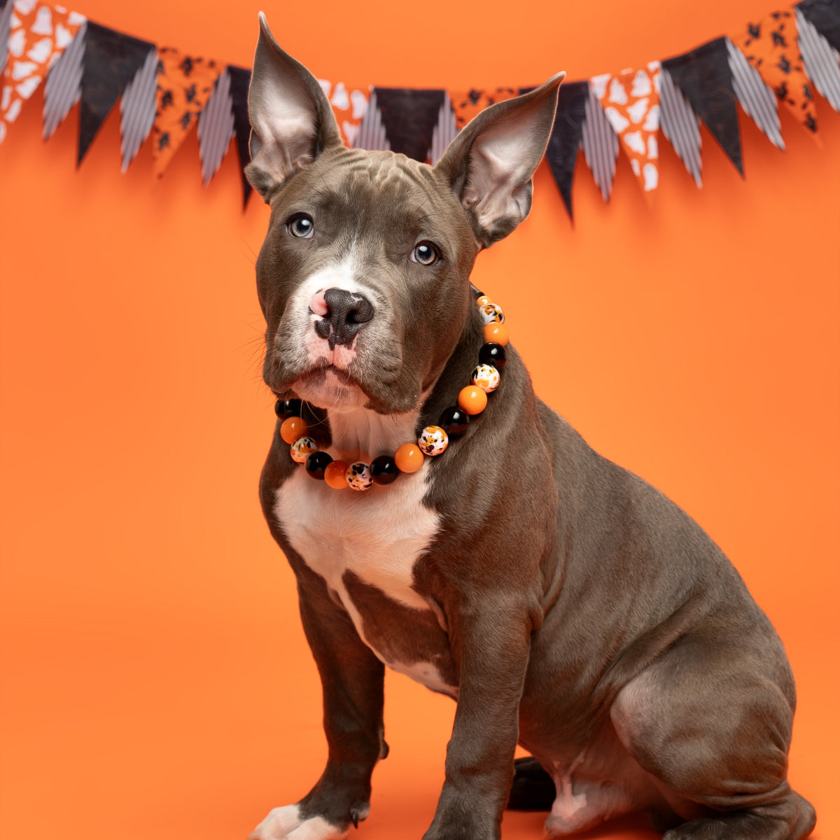 POPNCO Dexter Beaded pet Collar from POPNCO featuring alternating Black, Orange and Black, Orange and White Speckled Acrylic beads on aircraft grade stainless steel wire Dog wearing the Dexter POPNCO Halloween-themed collar on an orange background.