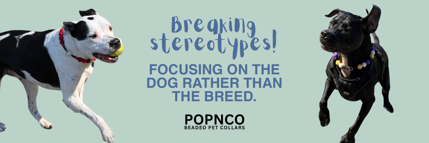 Two dogs with Popnco beaded pet collars on a light blue background with text about breaking stereotypes.