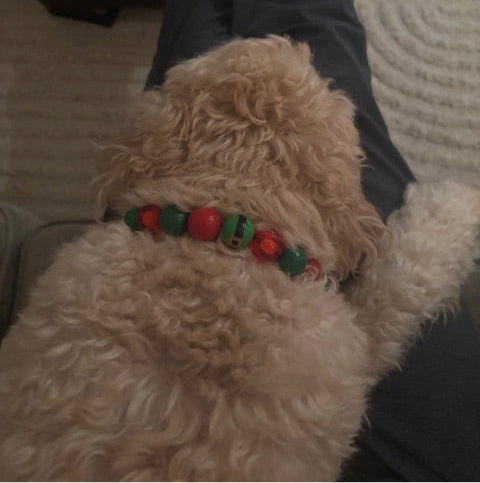 POPNCO ELF ON A SHElf beaded Beaded Pet Collar from the Winter, Christmas Holiday Collection featuring alternating green and red acrylic and resin beads on aircraft grade Stainless steel wire.