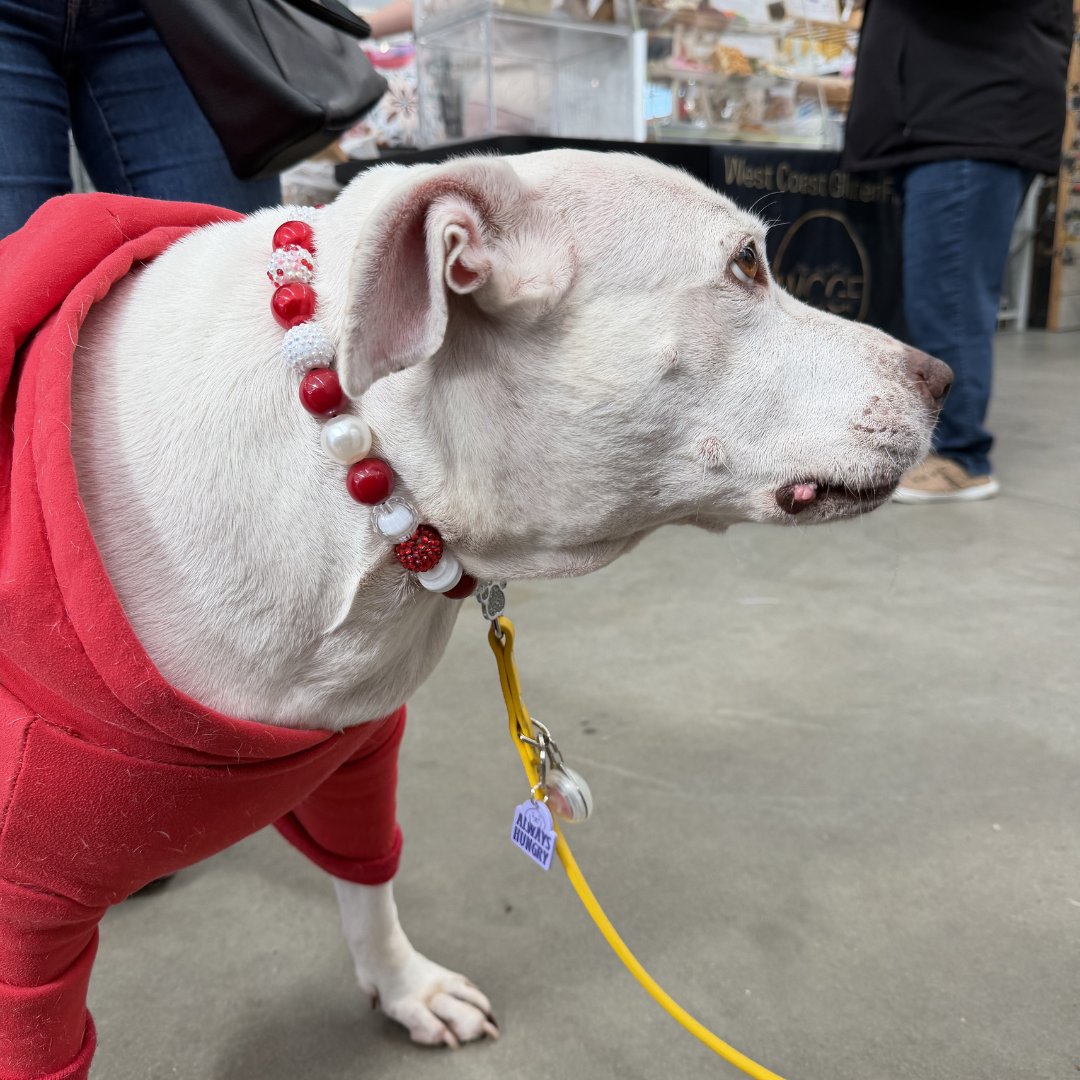 White dog wearing a red outfit with the Elfie beaded pet collar from the Winter collection featuring alternating red and white beads in rhinestone bayberries, pearls, flat and solid textures. 