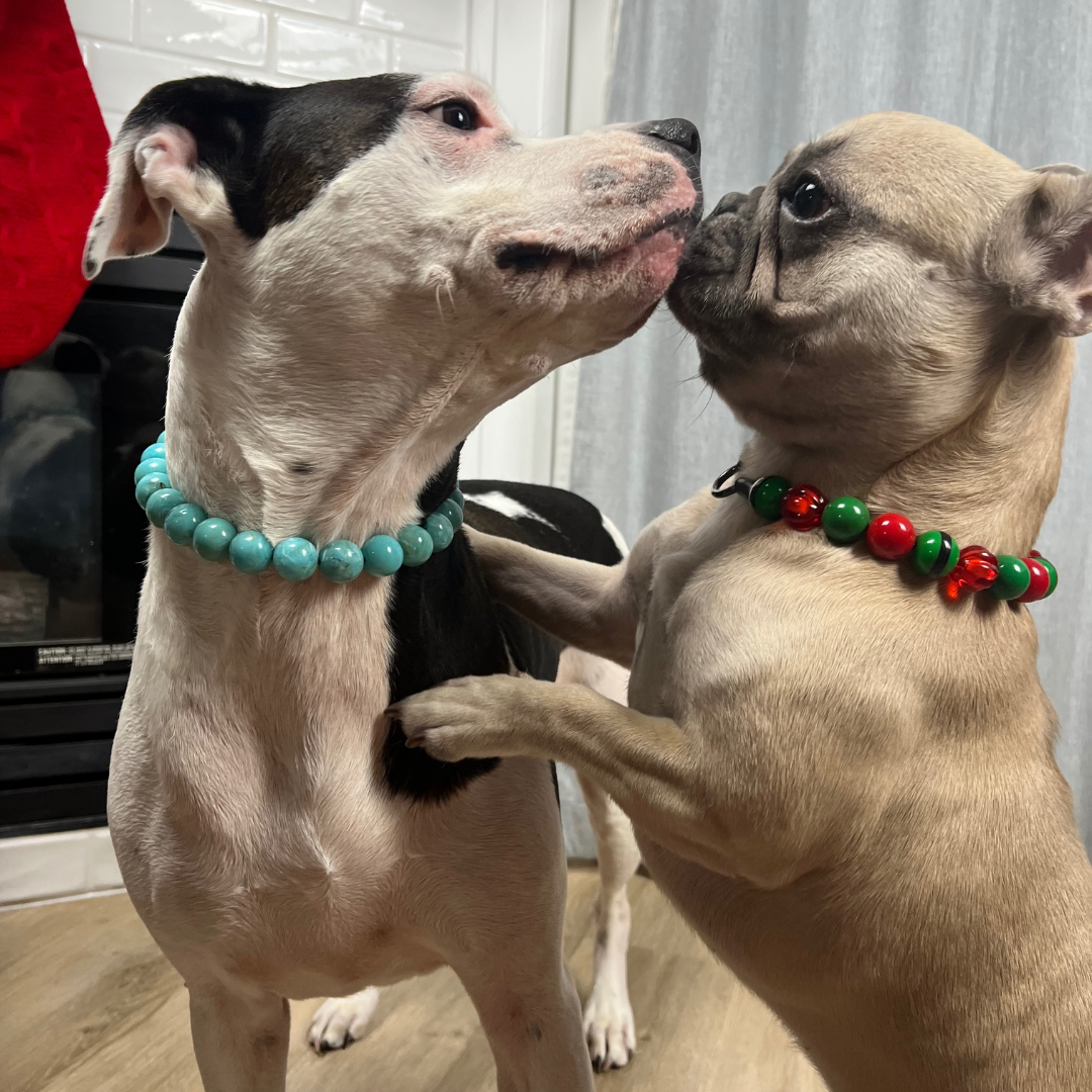 POPNCO Elf on a Shelf beaded Pet Collar. Winter Holiday Collection with alternating green belt beads with Red and Green acrylic and resin beads on Aircraft Grade Stainless Steel Wire. Black and White Dog Wearing a teal Blue Acrylic beaded dog collar called Poseidon on the left and a Tan Frenchie on the right wearing the alternating green belt beads with Red and Green acrylic and resin beads from the Holiday winter Collection Beaded pet collars called Elf on a Shelf