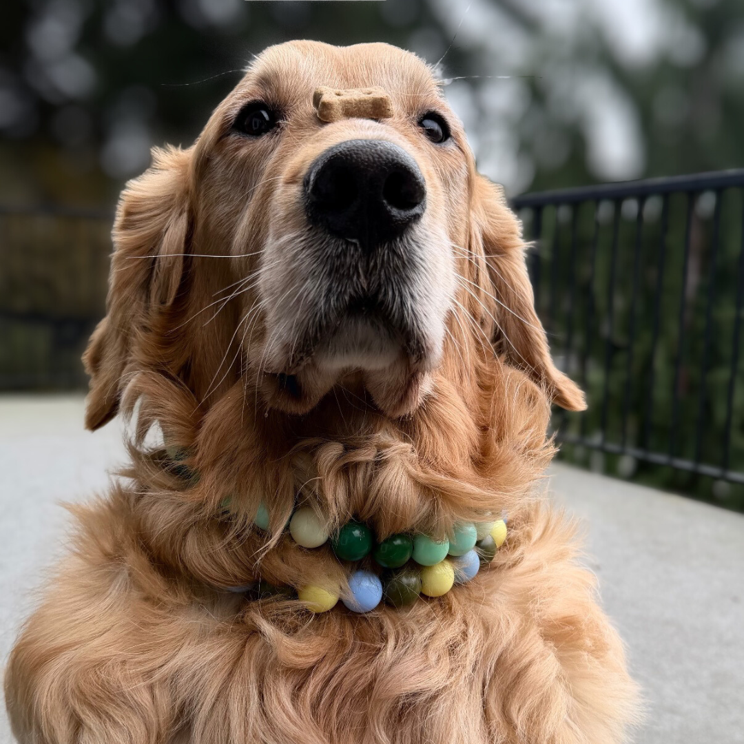 POPNCO Willow Beaded Pet Collar. Acrylic and Resin Beads on Aircraft Grade Stainless Steel Wire. Golden retriever wearing two Popnco beaded collars, one is called Willow and is green and the other is Cletus and is yellow, blue and olive green.