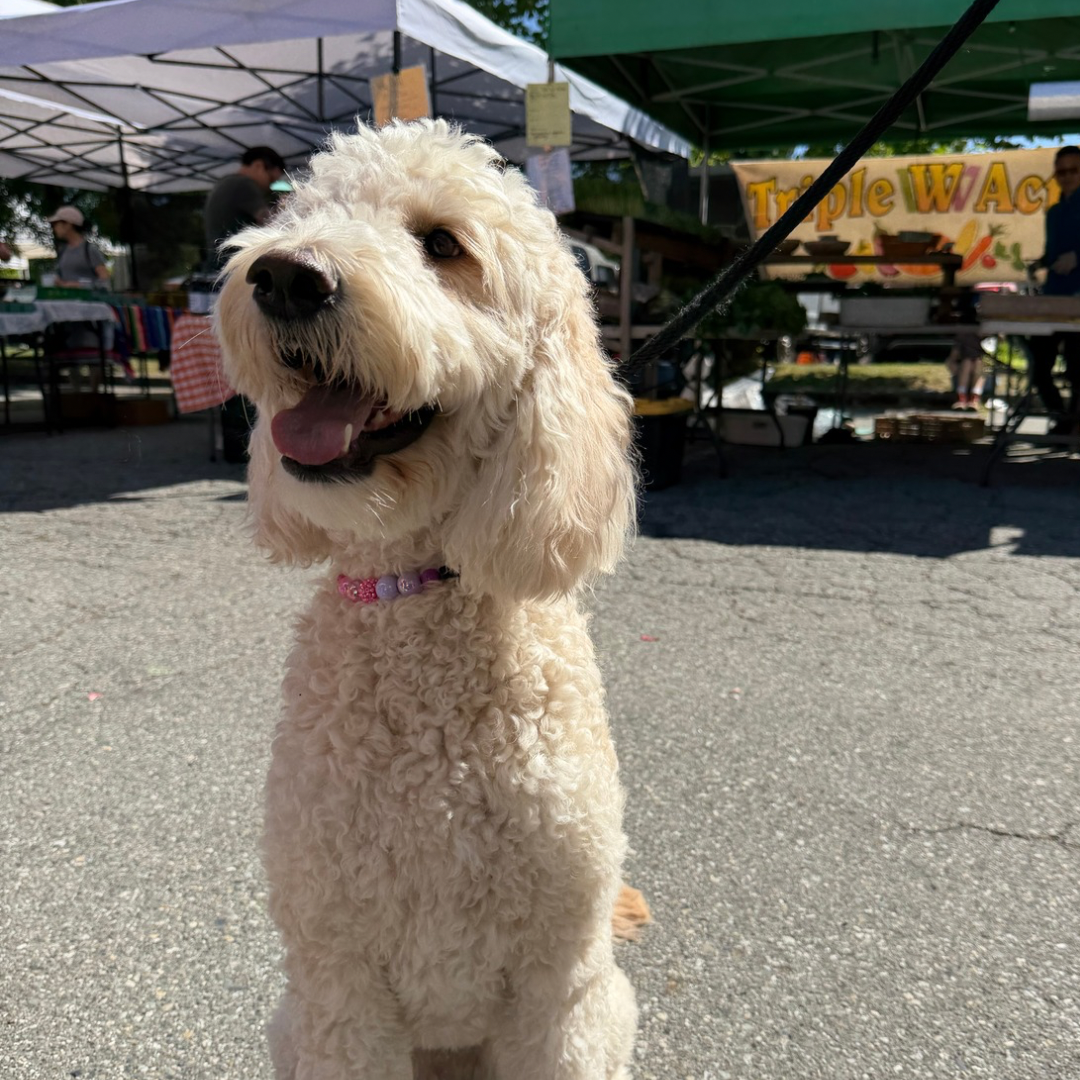 A cream-colored curly-haired dog wearing a pink beaded collar sits on a paved outdoor market street under white tents.