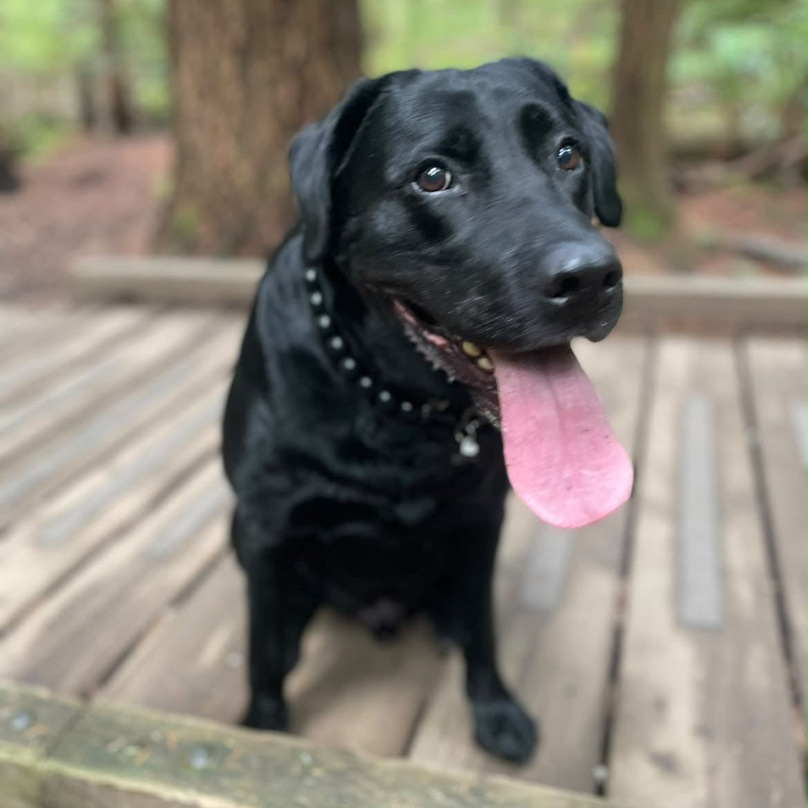 A black dog sitting on a wooden deck in a wooded outdoor setting, with its tongue out and wearing a dark collar.