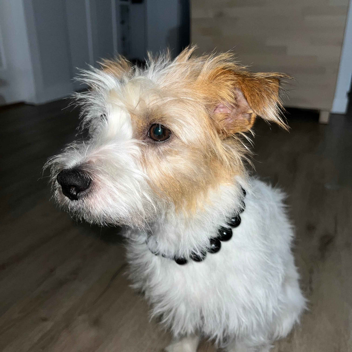 POPNCO Betty Beaded Pet Collar. Solid Black Acrylic and Resin Beads on Aircraft Grade Stainless Steel Wire. Cute fluffy dog wearing The Betty- Handmade Slip on Beaded Pet Collar made with black acrylic beads - customizable - Durable