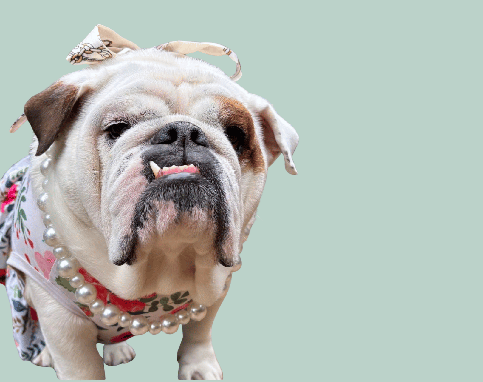 Bulldog wearing a floral outfit and pearl necklace Called Olivia from the biggie Smalls Collection from POPNCO on a light green background