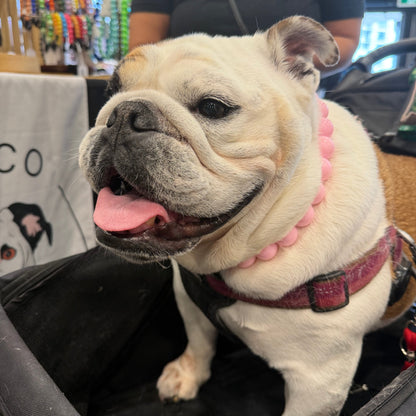 A cream-colored English Bulldog sitting in a black suitcase, wearing a pink beaded collar and a dark red harness. The dog is pictured in what appears to be a pet store or shop setting with a person blurred in the background.