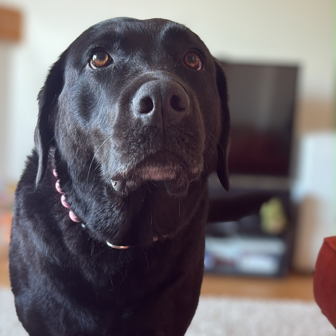 A close-up shot of a black dog wearing a pink collar with a gold ring, standing on a beige carpet in a living room setting.