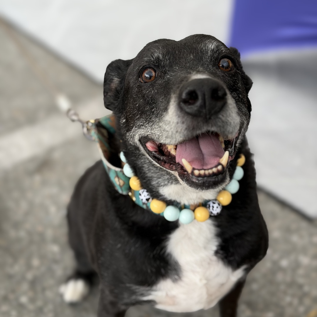 A black and white dog wearing a colorful beaded collar and leash, looking up with its mouth open.