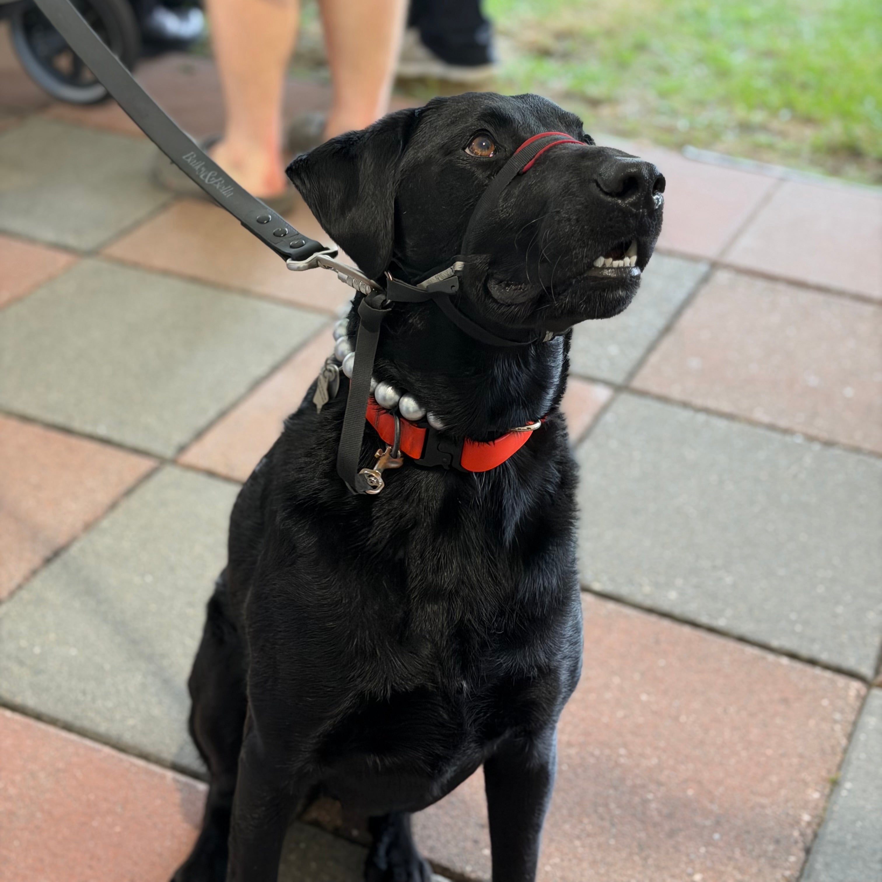 A black dog wearing a red collar and a beaded collar sits on a paved outdoor walkway, with people and grass blurred in the background.