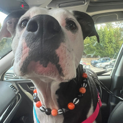 POPNCO Burton Beaded Pet Collar from the Spooky Collection featuring alternating solid black, black and white circus, black hex and orange AB shiny with orange rhinestone bayberry acrylic beads Black and white Dog in a Vehicle wearing a black, white and orange halloween collar from the POPNCO Spooky Collection called Burton.