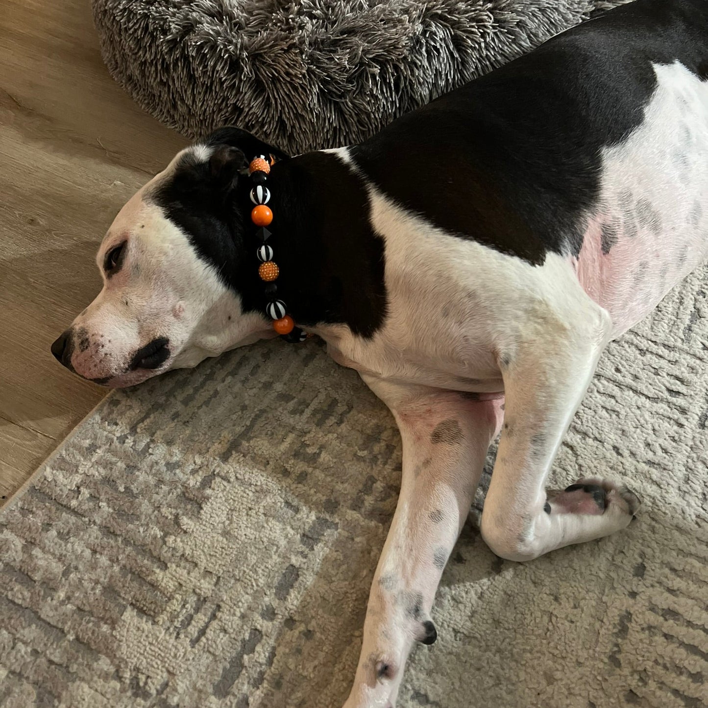 POPNCO Burton Beaded Pet Collar from the Spooky Collection featuring alternating solid black, black and white circus, black hex and orange AB shiny with orange rhinestone bayberry acrylic beads Dog with a collar lying on a carpeted floor next to a fluffy dog bead wearing a black, white and orange spooky collection POPNCO Beaded Pet Collar from POPNCO Called Burton