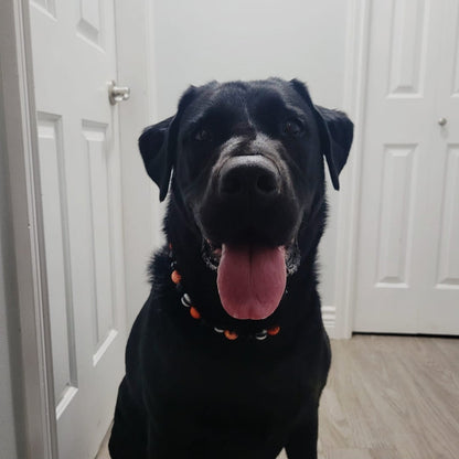 A black dog sitting indoors in a hallway with white doors and light wood flooring, wearing a small orange and black collar.