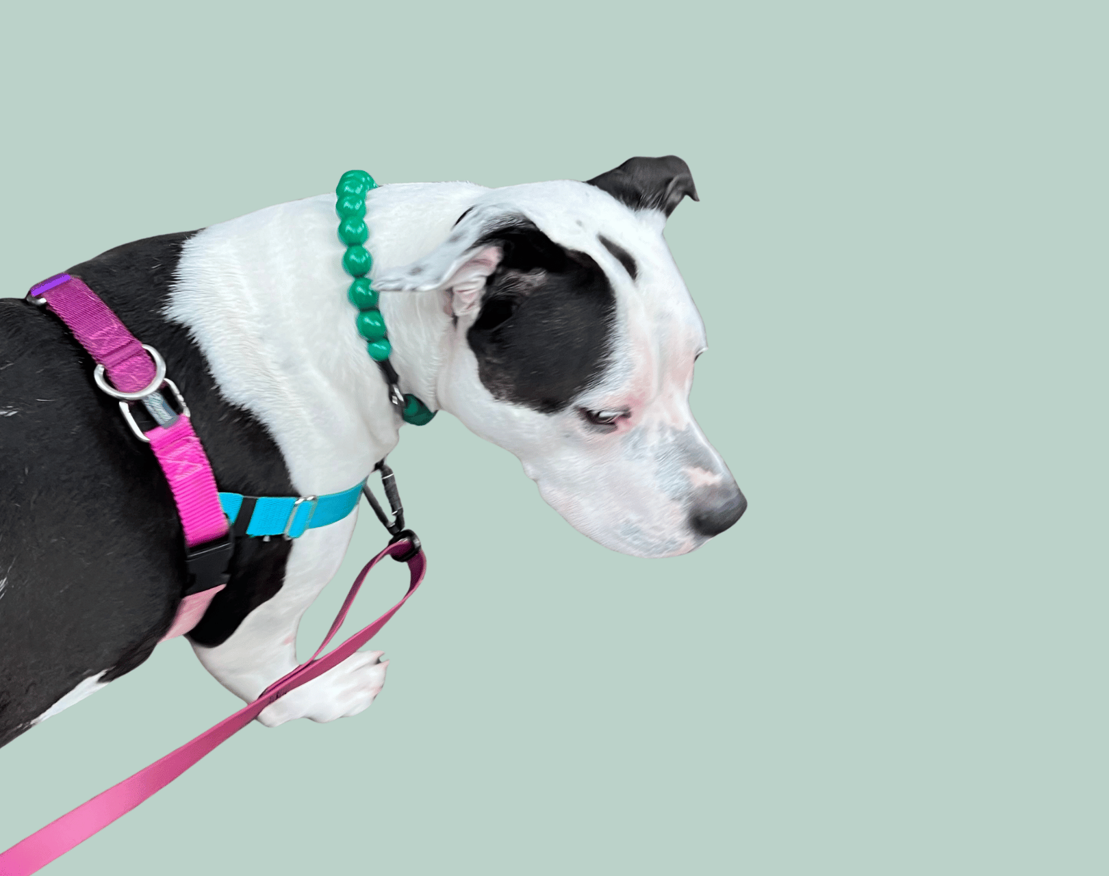 Dog wearing a colorful harness and leash while wearing a POPNCO Beaded Pet Collar named Forrest from the Classic Collection on a light green background