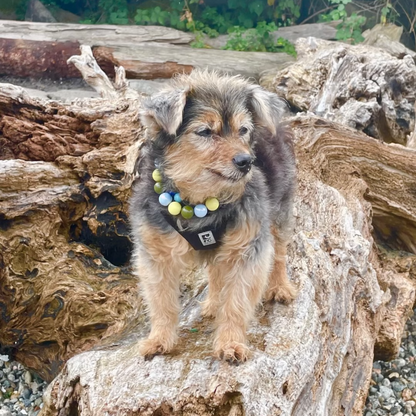 A small fluffy dog with tan and gray fur stands on a large log outdoors, wearing a colorful beaded collar. The background shows green foliage and more logs on a gravel ground.