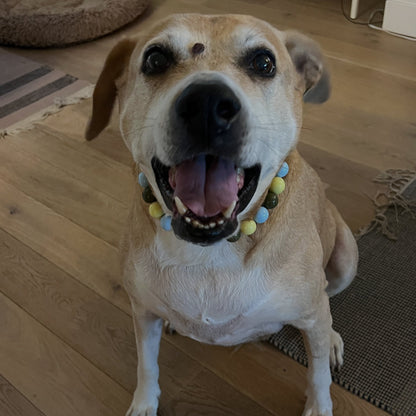 Tan Dog sitting on the floor with their mouth open wearing a colorful Cowboy Blue, Olive Green and Pale Yellow Beaded Pet Collar from POPNCO called Cletus. 