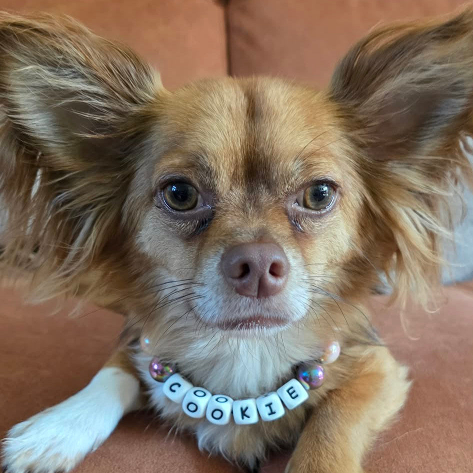 A close-up of a small brown and white dog wearing a personalized collar with letter beads spelling 'COOKIE' on a warm brown couch.