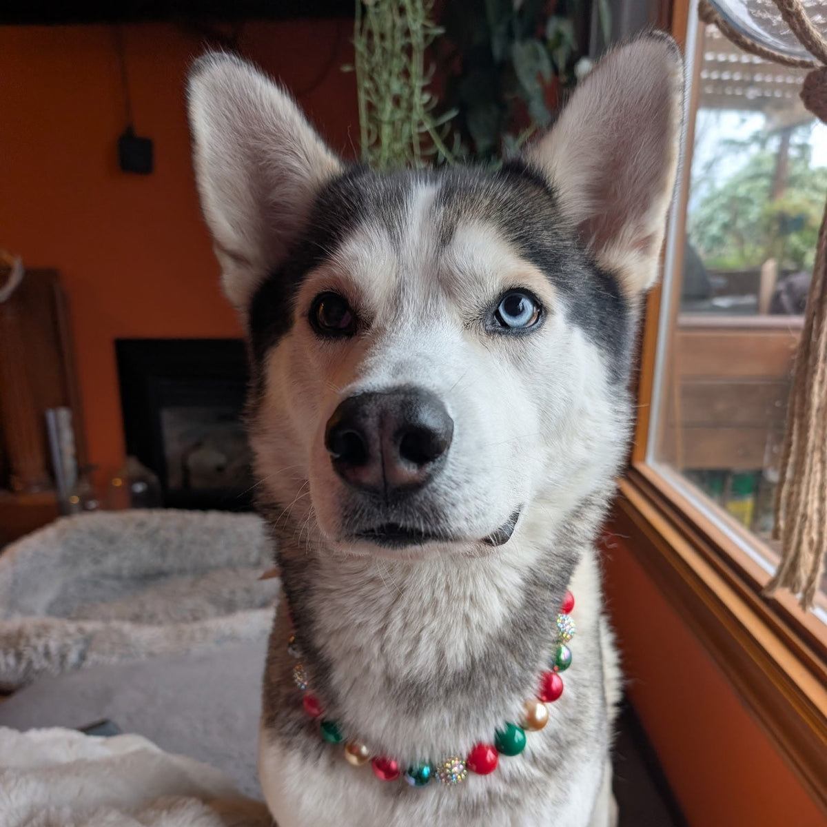 Huskey Dog sitting and looking at the camera with the Red, Green and Gold Winter Collection Beaded Pet Collar named Ebenezer. Featuring Solid, Pearl, Crackle and Rhinestone Bayberry Acrylic and Resin beads on Aircraft Grade Stainless Steel Wire