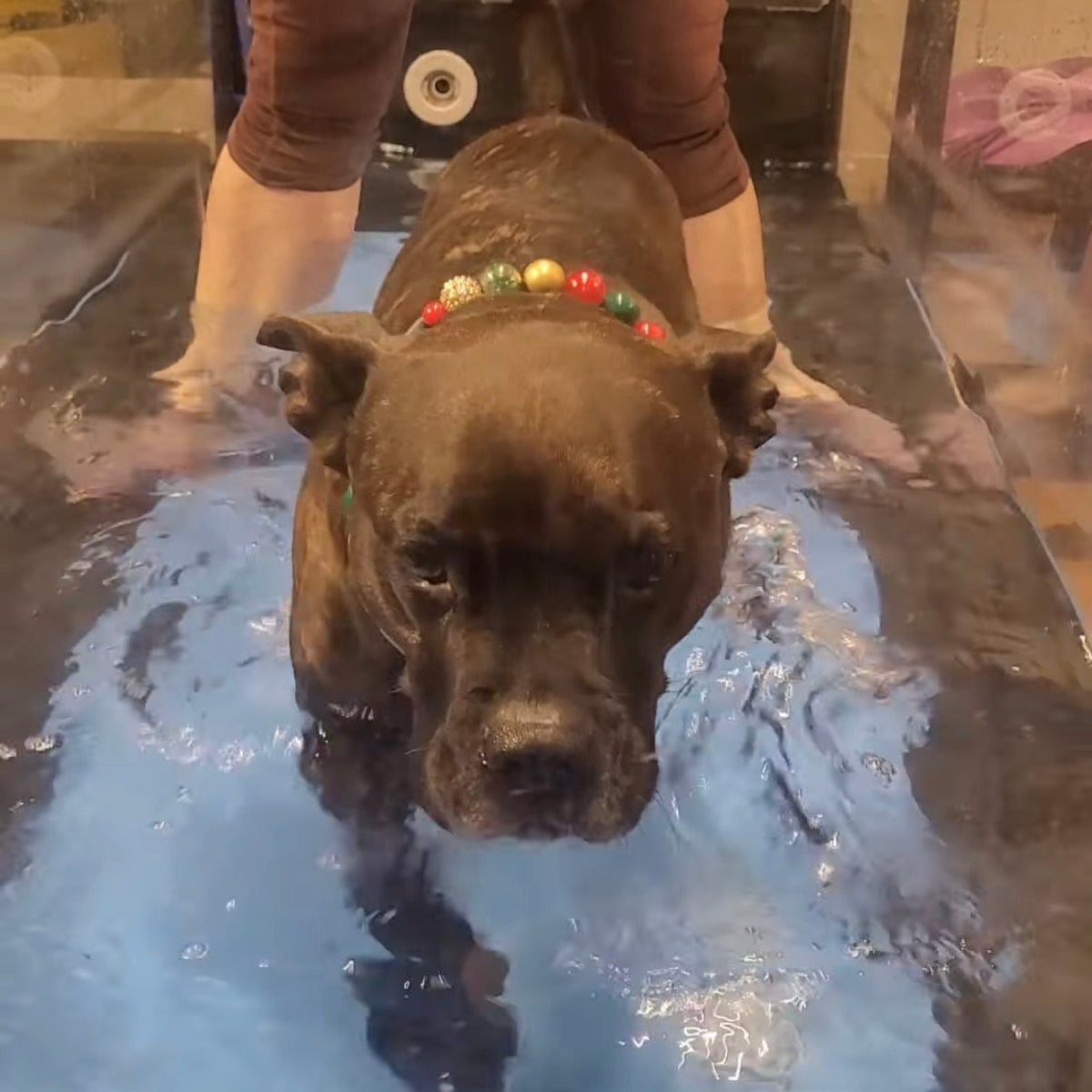 Dog standing in a pool with a person wearing rubber boots wearing a POPNCO Red, Green and Gold Winter Collection Beaded Pet Collar named Ebenezer. Featuring Solid, Pearl, Crackle and Rhinestone Bayberry Acrylic and Resin beads on Aircraft Grade Stainless Steel Wire
