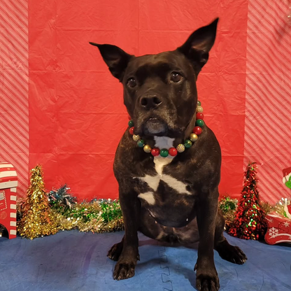 Brown Pitbull sitting with a red winter background wearing a Red, Green and Gold Winter Collection Beaded Pet Collar named Ebenezer. Featuring Solid, Pearl, Crackle and Rhinestone Bayberry Acrylic and Resin beads on Aircraft Grade Stainless Steel Wire