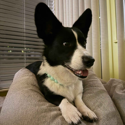 A black and white dog lying on a beige fabric bean bag chair indoors, wearing a mint green beaded collar.