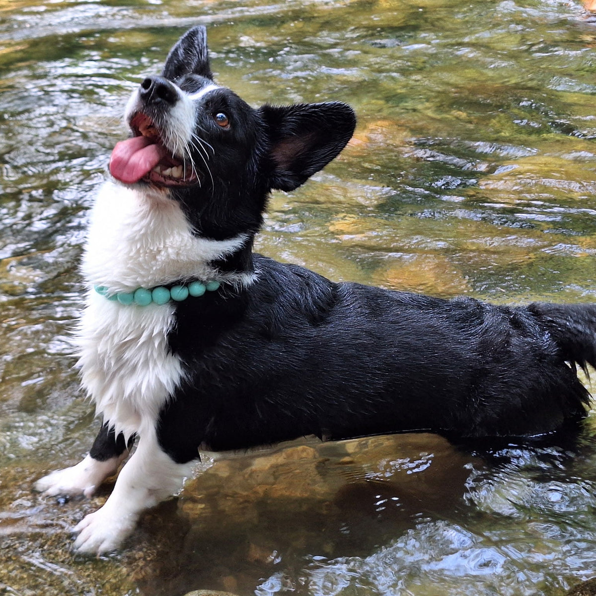 A wet black and white dog standing in shallow flowing water, wearing a turquoise beaded collar.