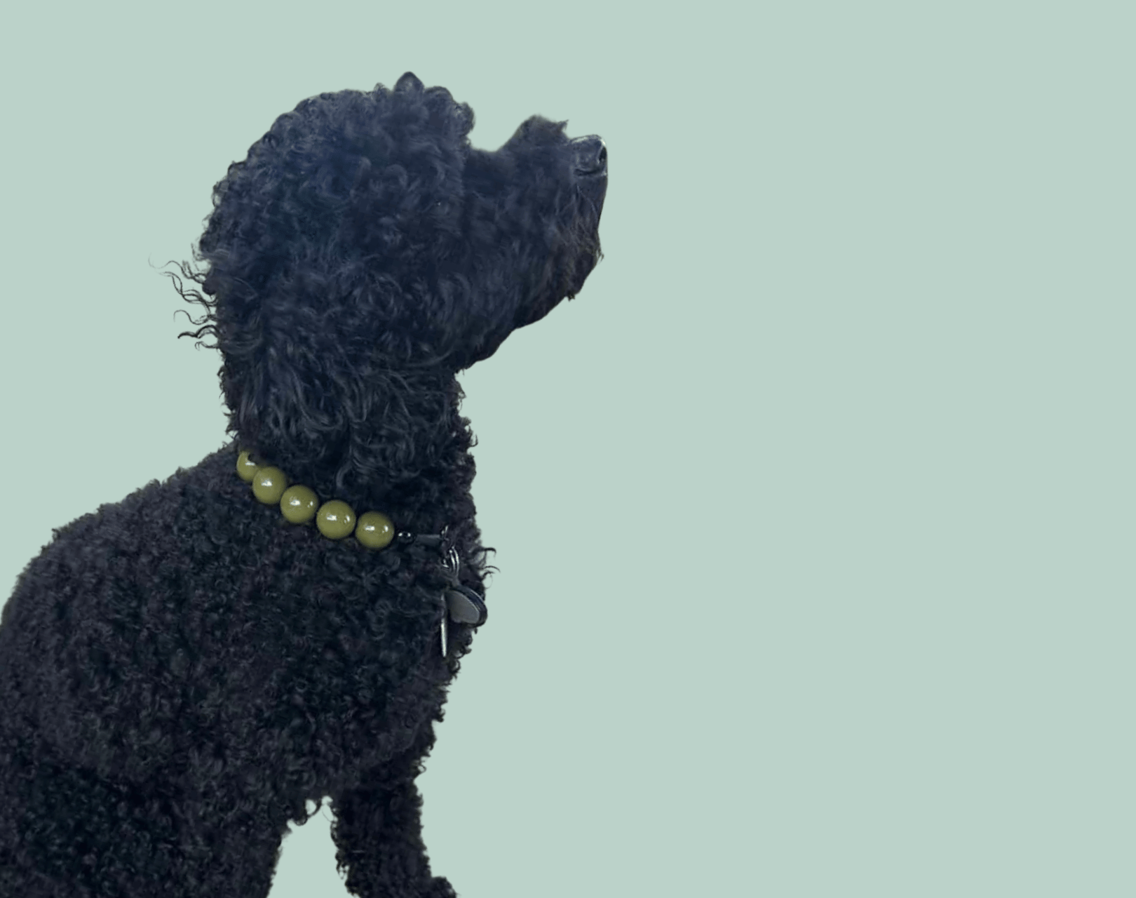 Black poodle wearing a POPNCO green collar called Olive from the Classics Colletion on a light green background