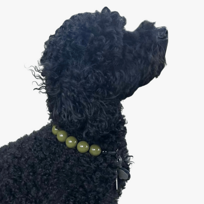 A black curly-haired dog shown in profile wearing a green beaded collar against a plain white background.