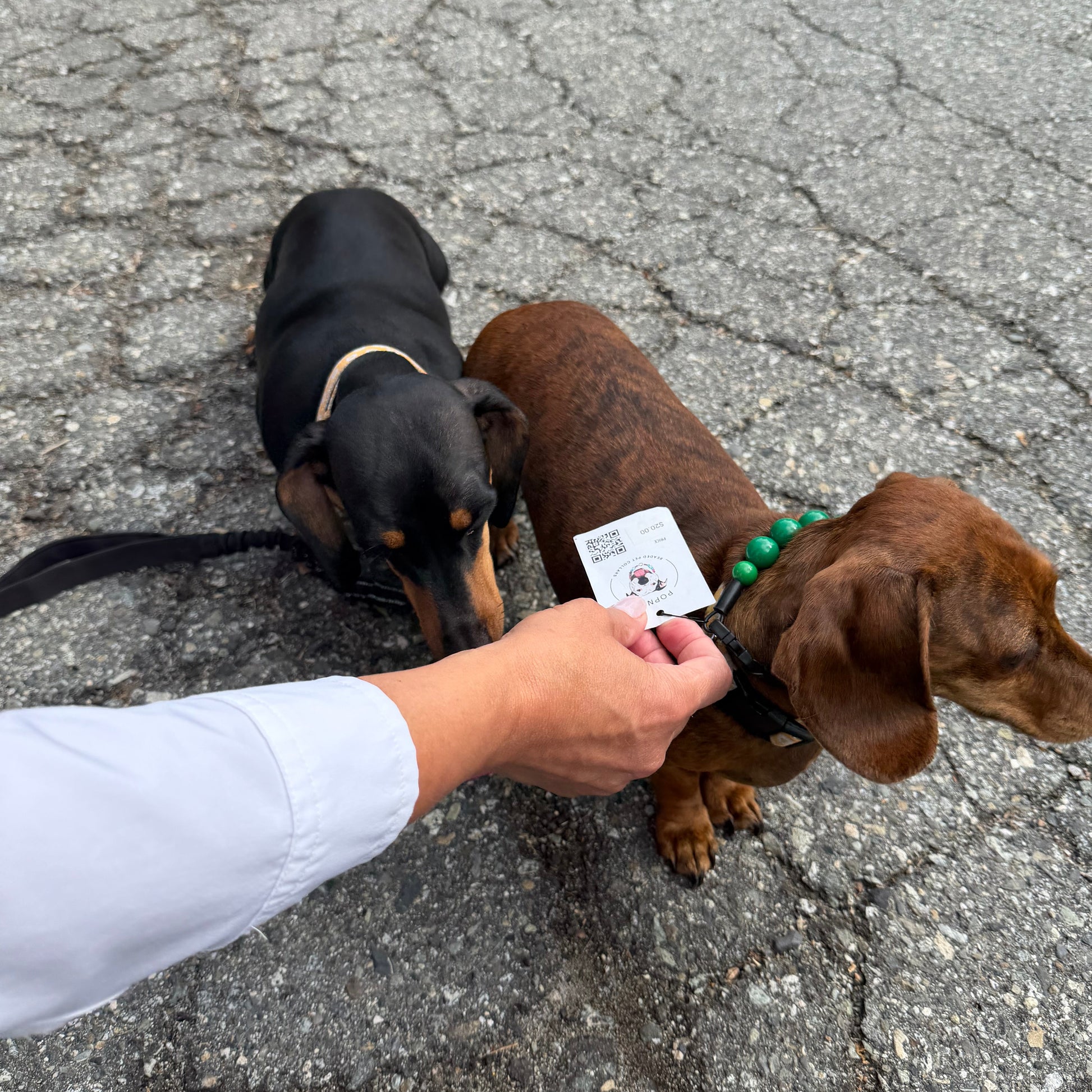 POPNCO Forrest 16mm Beaded Pet Collar. A person's hand holds a white identification tag attached to a green collar on a brown dachshund, with a second black and tan dachshund standing nearby on cracked asphalt pavement.