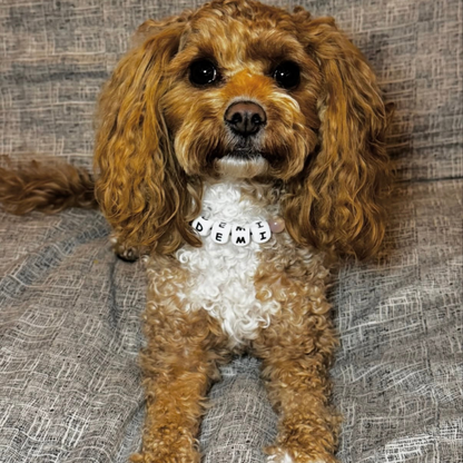 A small curly-haired dog with golden-brown and white fur sits on a textured gray fabric surface, wearing a white collar with black letter tiles spelling 'Demi'.