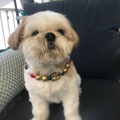 A small fluffy cream-colored dog wearing a beaded collar with gold-toned beads and a black house-shaped tag, sitting on a dark blue couch cushion.