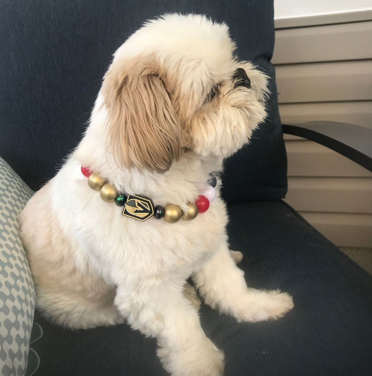 A small fluffy white dog lying on its back on a dark gray couch, wearing a beaded collar with gold, black, red, and green beads and a gold bell.