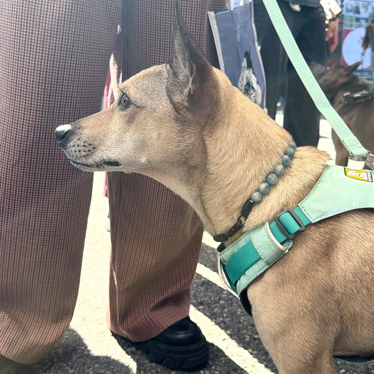 A tan dog wearing a mint green harness and matching leash, standing outdoors on asphalt near people.