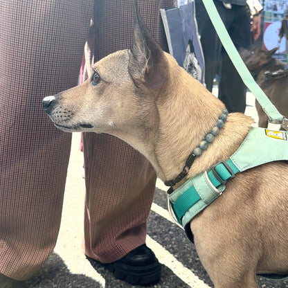 A tan dog wearing a mint green harness and matching leash, standing outdoors on asphalt near people.