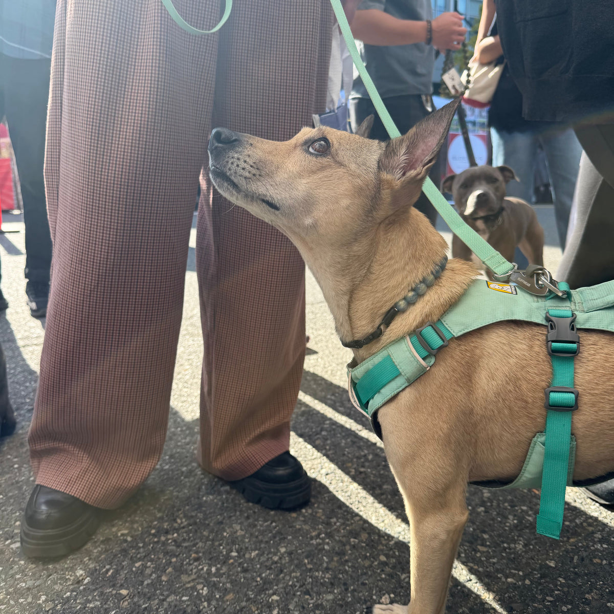 A tan dog wearing a mint green harness and leash stands on asphalt outdoors, with people and another dog visible in the background.