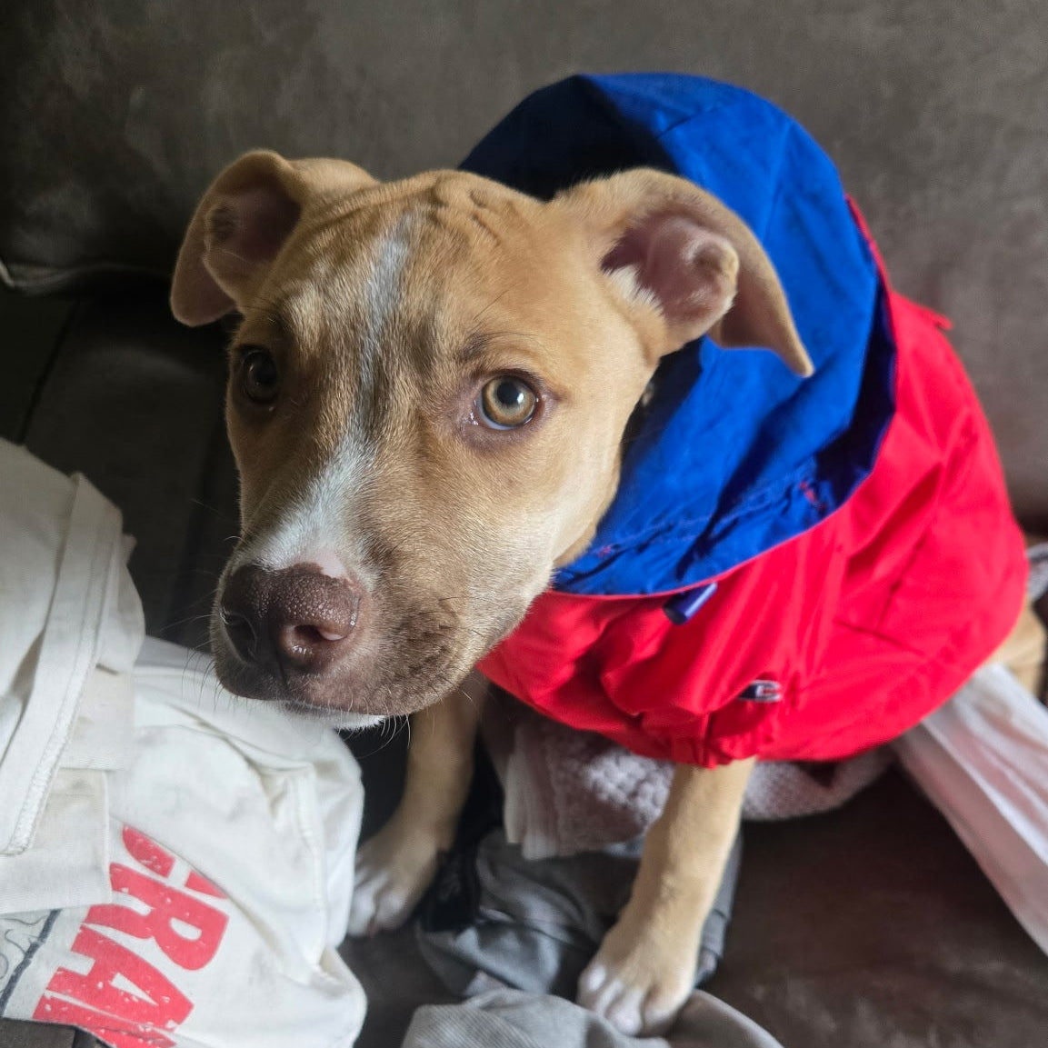 A tan and white dog wearing a red and blue hooded jacket sits on a brown couch next to folded white and gray clothing.