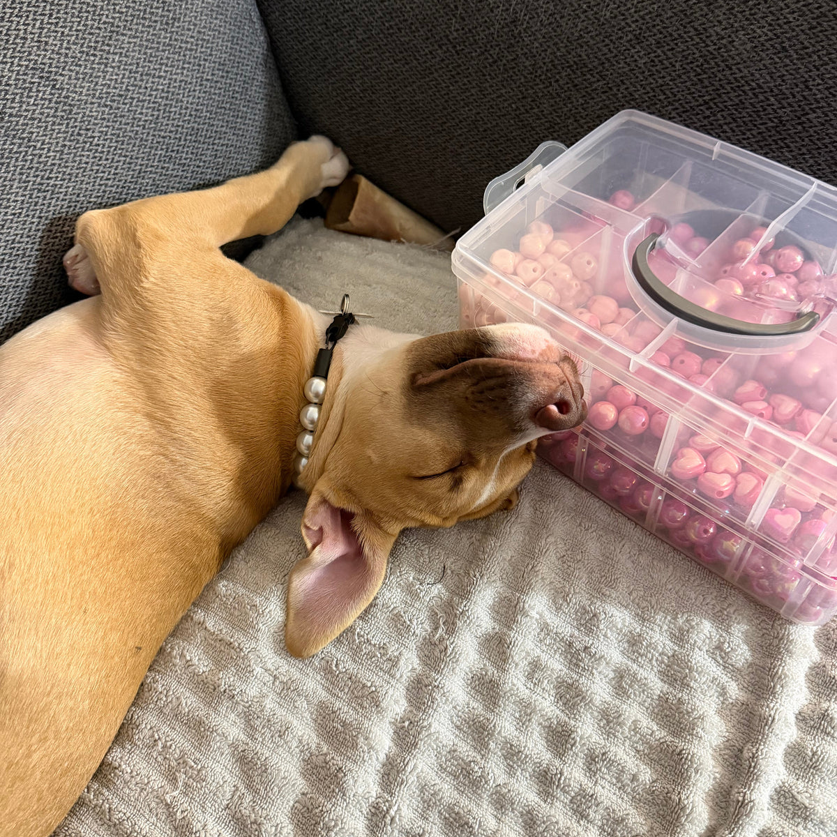 A tan dog lies on a textured light gray blanket next to a clear plastic organizer filled with pink round beads, set against a dark gray fabric couch.