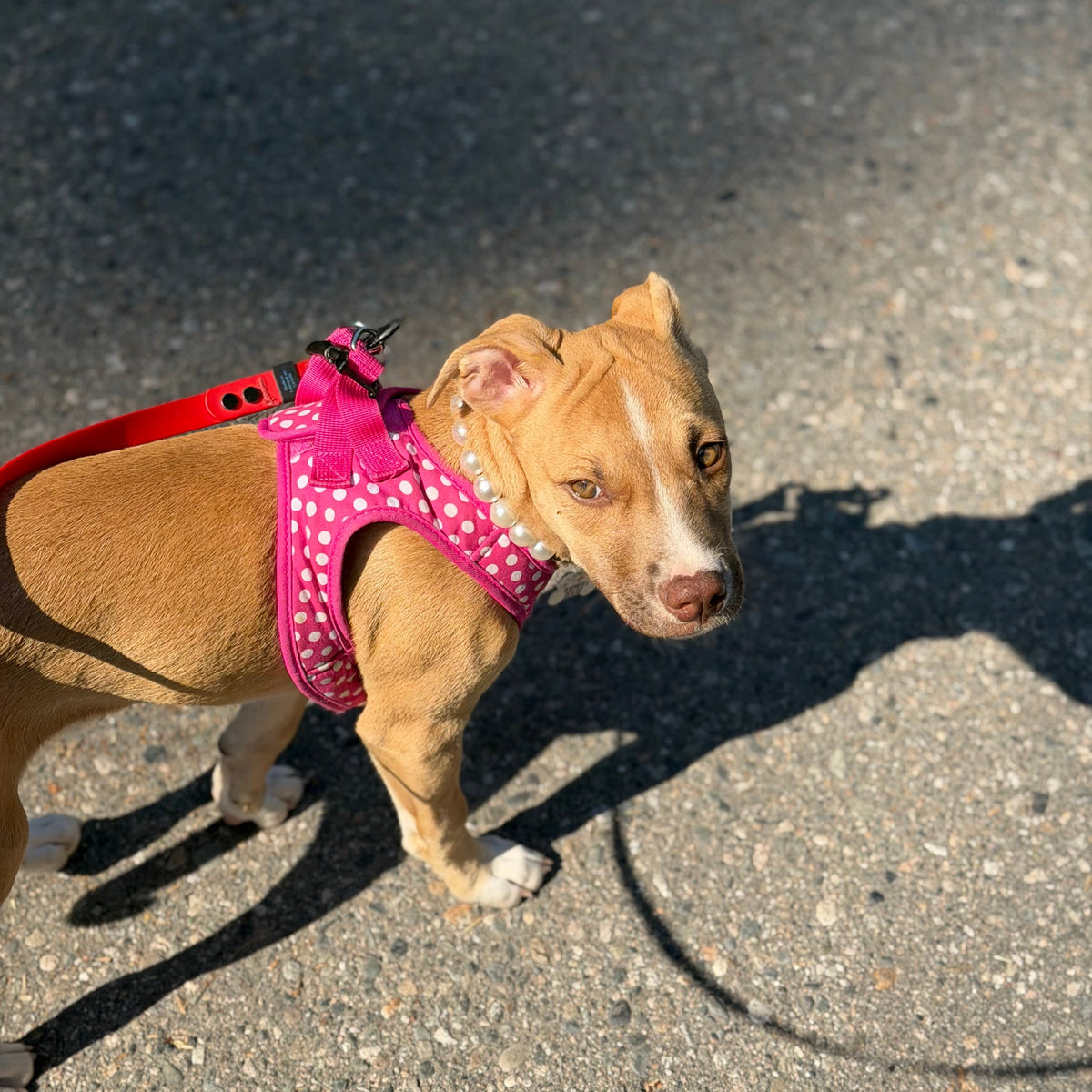 A tan and white dog wearing a bright pink harness with white polka dots and a red leash, standing on asphalt in bright sunlight.