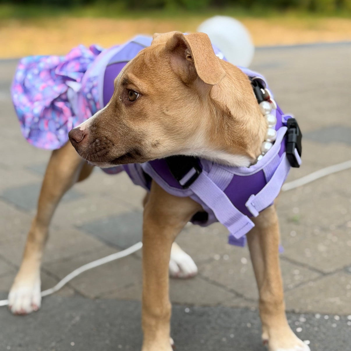 A tan dog standing on a paved outdoor walkway, wearing a purple harness and a matching purple and pink patterned pet jacket or cape. The background is a blurred green garden setting.