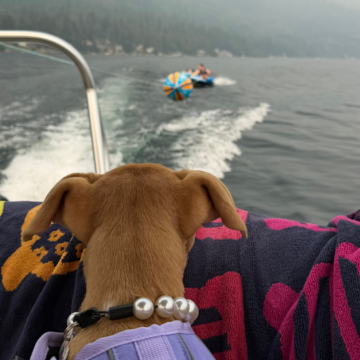 A small tan dog wearing a purple harness and a beaded collar sits on a boat, looking out over a lake toward a jet ski on the water with forested mountains in the background.