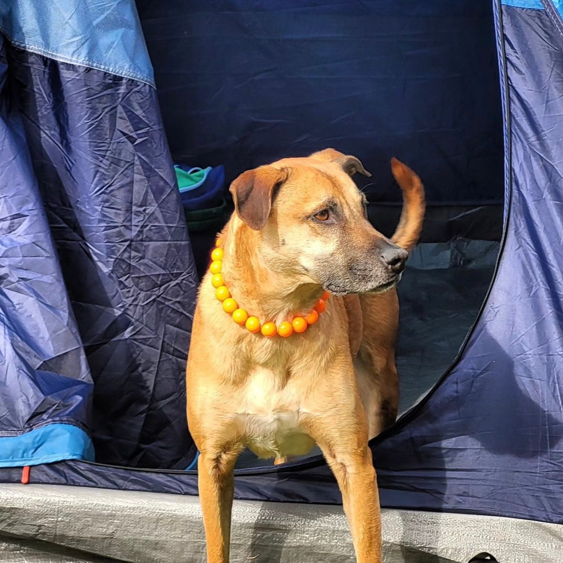 Dog standing in a blue tent wearing the Hunter solid bright Orange beaded dog collar with a black metal clasp on a white background