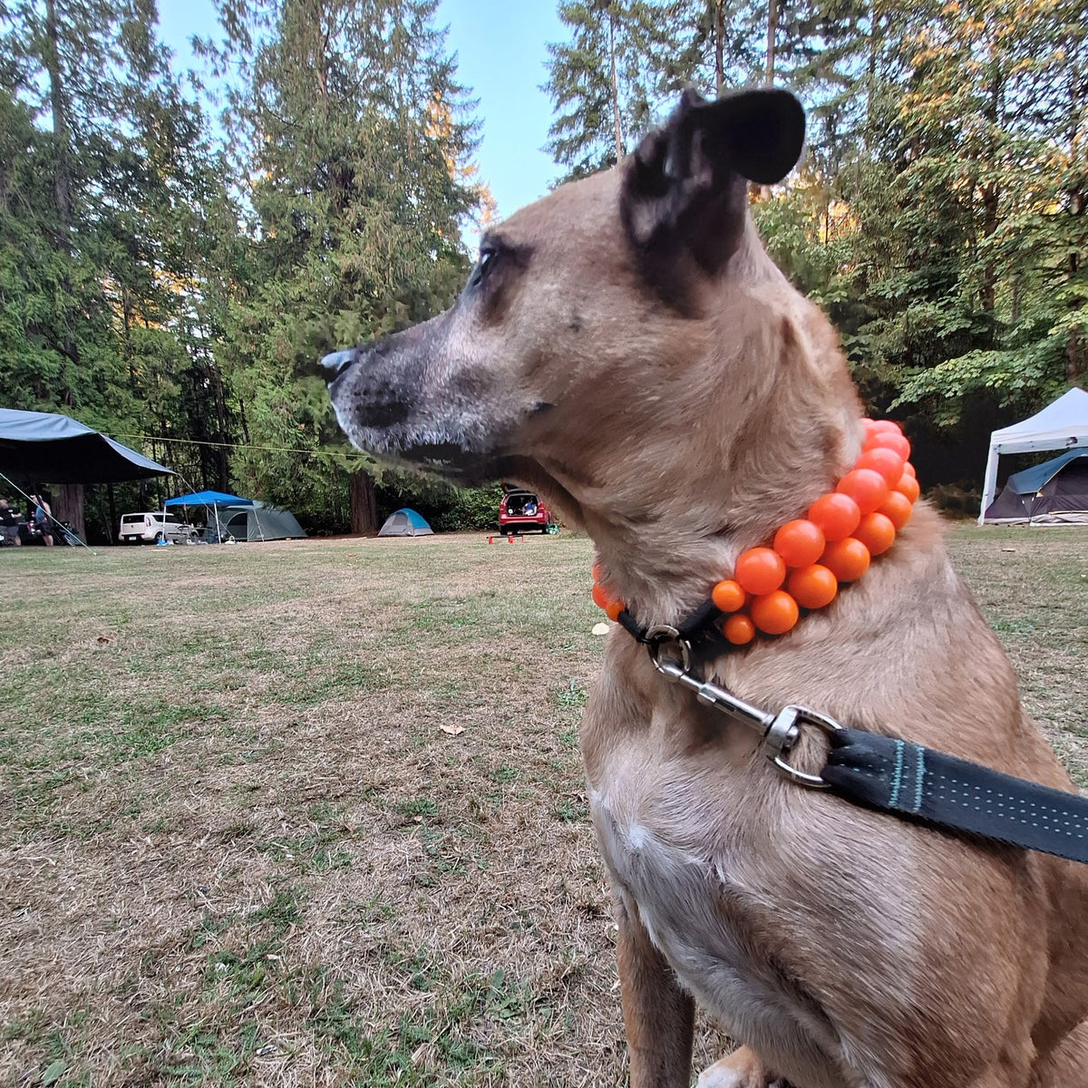 A tan dog sitting outdoors on grass, wearing a bright orange beaded collar with a black leash attached. Trees and tents are visible in the background.