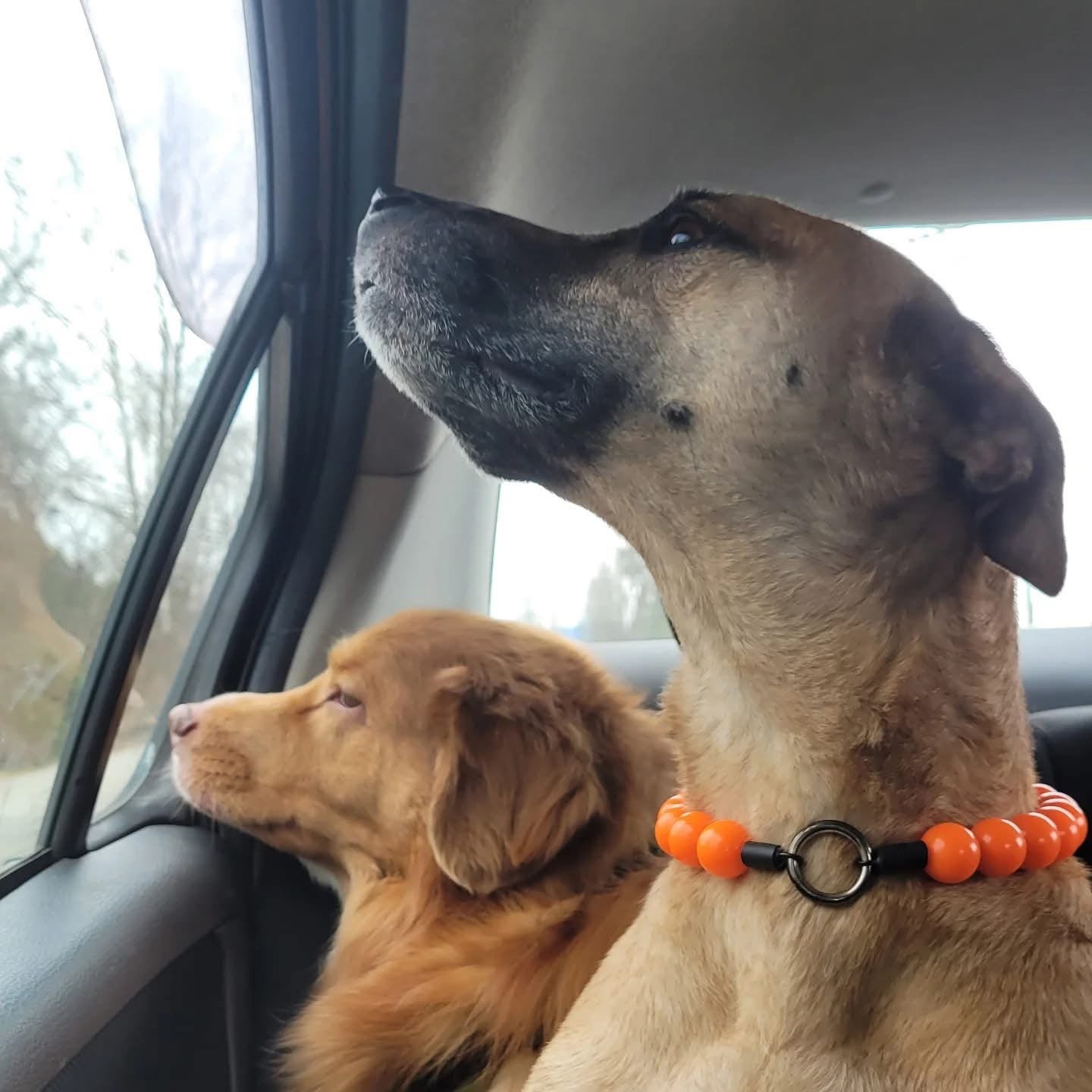 two dogs sitting in a car one is a duck toller and the other is a tan and black dog who is wearing the Hunter solid bright Orange beaded dog collar with a black metal clasp on a white background