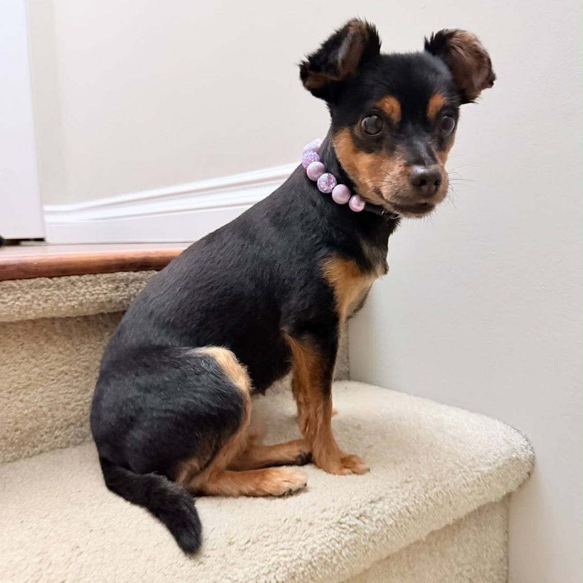 A small black and tan dog sits on a carpeted indoor staircase, wearing a light purple beaded collar.