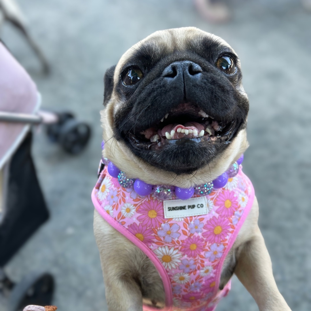 A fawn pug dog wearing a pink floral pet harness with purple beaded collar and a visible 'SUNSHINE PUP CO' label, photographed outdoors on a gray pavement background.