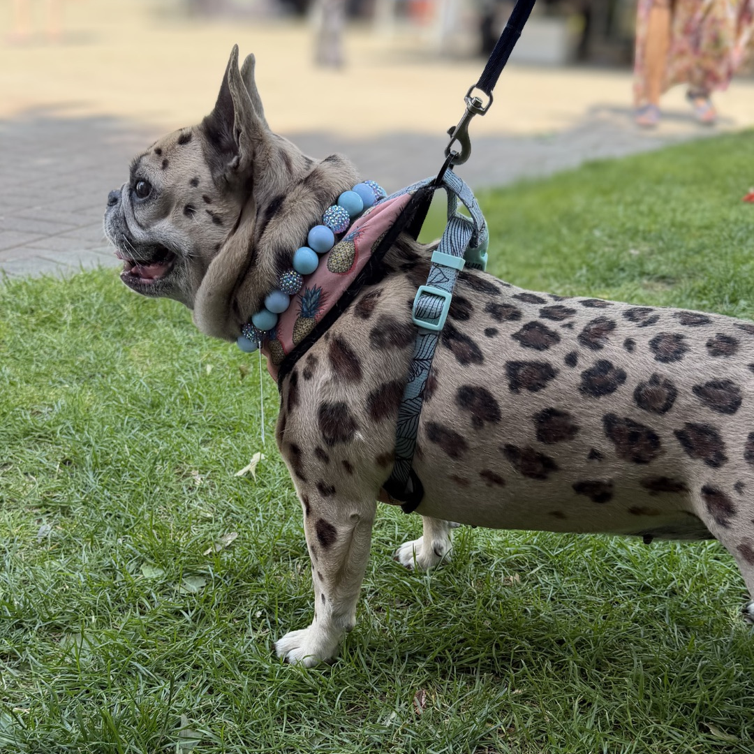A spotted French bulldog standing on grass wearing a pink harness with blue accents, a blue beaded collar, and a black leash.