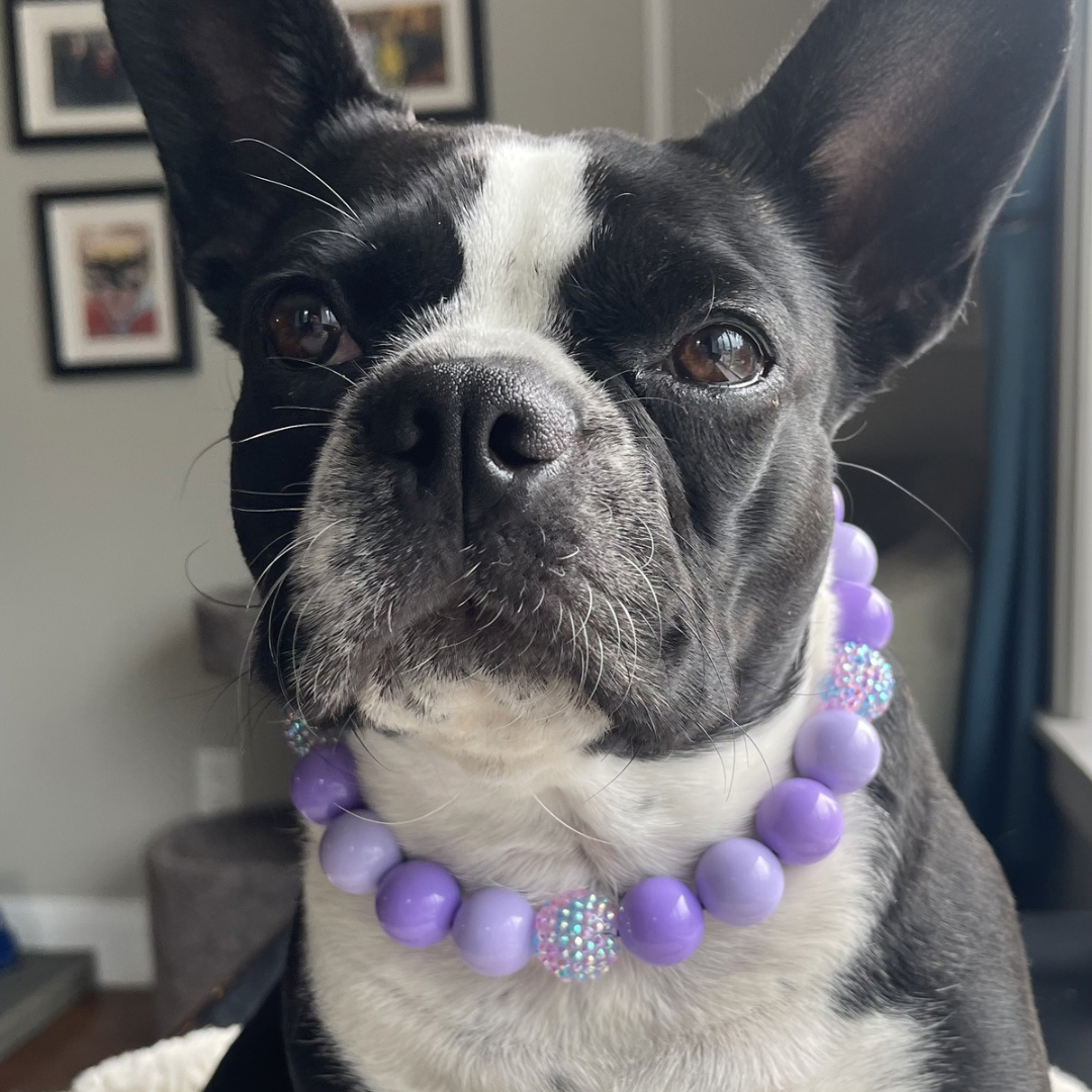 A close-up of a Boston Terrier dog wearing a purple beaded collar with rhinestone accents, set against a blurred indoor background.